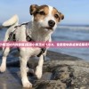 (超级小精灵ol内购破解)超级小精灵ol 1.0.0，全新宠物养成体验解析与探索