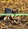 (模拟猫咪农场动物)猫咪农场，一场模拟经营游戏的乐趣探索