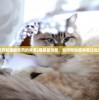 (猫解暑药和猫解暑药的关系)猫解暑攻略，如何帮助猫咪度过炎炎夏日？