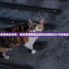 走进虚拟宠物的世界：体验萌喵宠物店游戏的细腻设计与终极玩家体验