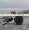 (猫旅馆物语怎么玩)猫旅馆物语是否面临倒闭风波？探究背后的真相