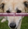 (皇座战争百度版下载安装)皇座战争百度版，战略对决的新纪元