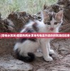 (宠物冰淇淋)猫猫狗狗冰淇淋与物品升级的创新路径探索
