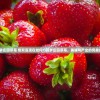 (圆梦庄园草莓 焦双喜现在如何?)圆梦庄园草莓，美味与产业的完美结合