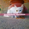 (猫咪异闻攻略)猫咪异闻，无限星币的秘密探索