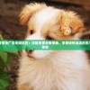 小狗咖啡馆免广告无限钻石：详解免费获取策略，享受畅快淋漓的无广告游戏体验