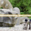 (云梦四时歌官方微博)云梦四时歌微卿，探寻古典韵味与现代情感的交融