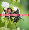 (虫子物语)虫虫物语停服深度解析，原因与未来展望