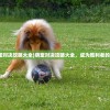 (萌宠对决攻略大全)萌宠对决攻略大全，成为胜利者的秘诀