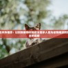 (三国演义 新版)演义三国新版，深度解读与探讨