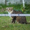 (猫特兰蒂斯下载)猫特兰蒂斯最新版，游戏新体验与特色解析