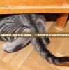 (变身躲藏猫)变异班长躲猫猫，一场充满惊喜与挑战的游戏探索