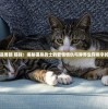 异界情缘是兽郎 喵抹：揭秘猫身战士的爱恨情仇与异界生存艰辛的心路历程