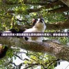 (斗剑仙哪个职业好一点)斗剑仙，哪个职业更胜一筹？多元化分析与介绍