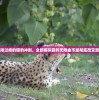 体验无限过瘾的猎豹冲刺，全新模拟猎豹无限金币版彻底改变游戏体验