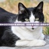(蜘蛛侠破碎维度通关后干什么)蜘蛛侠破碎维度攻略第二关——穿越暗影的挑战