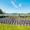 (模拟农场20无限金币)模拟农场20无限版，深度探索与常见问题解答