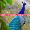 (梦幻动物园游戏2024)梦幻动物园游戏，探索虚拟动物世界的乐趣与挑战