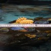 (消消大师红包版官方正版)消消大师红包版app，游戏与奖励的双重魅力