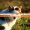 (猫婆婆的幸福公寓攻略房客头像有升级符号是什么意思)猫婆婆的幸福公寓攻略，打造温馨家园的秘诀