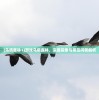 (乌鸦森林1)游戏乌鸦森林，深度探索与常见问答解析