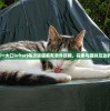(每日吸猫一大口lofter)每次吸猫都有意外攻略，探索与猫咪互动的新奇体验