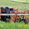 (僵尸冲突正版)僵尸冲突一老版本，回顾与解析