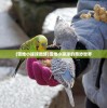 (雪地小球球微博)雪地小球球的奇妙世界