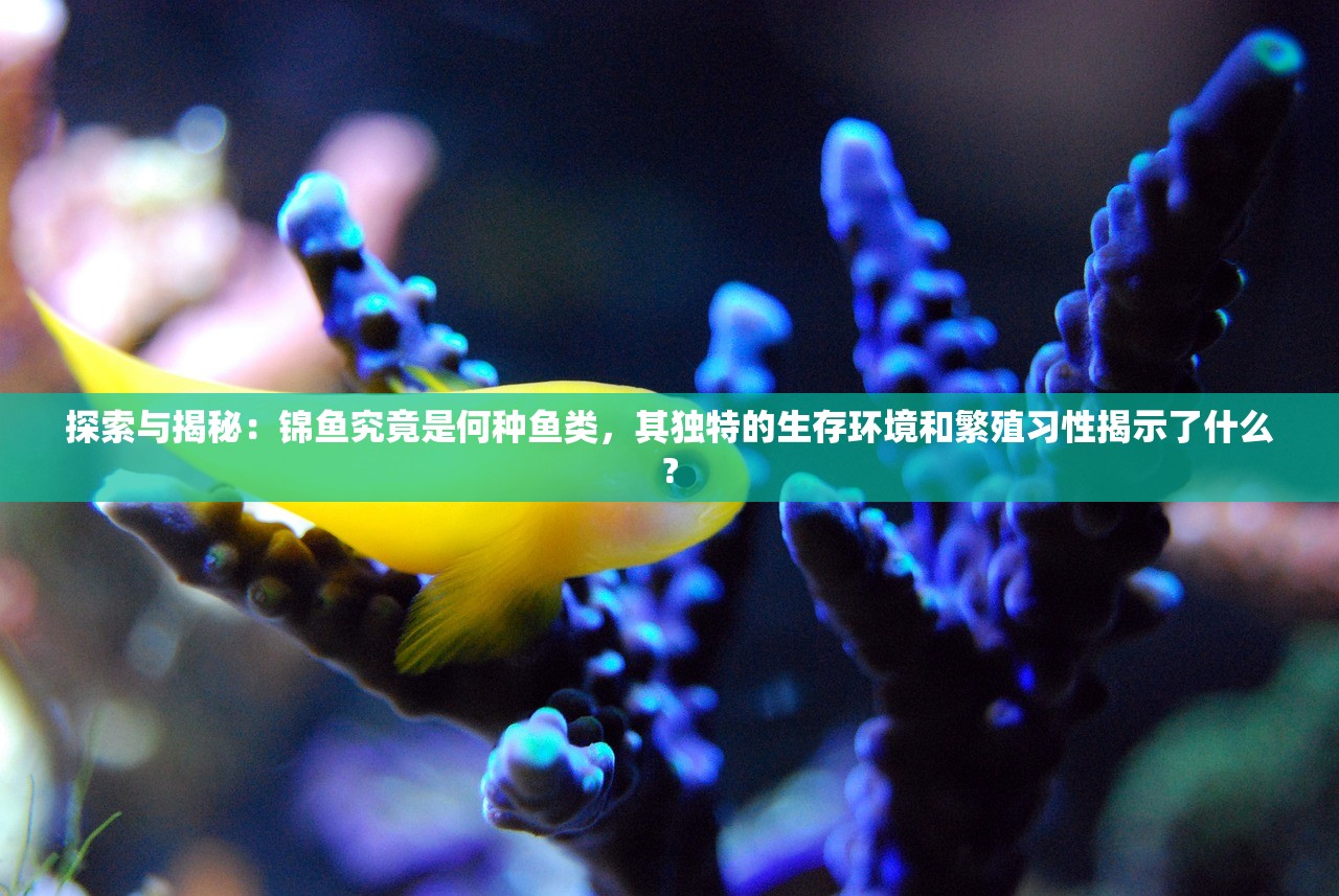 探索与揭秘：锦鱼究竟是何种鱼类，其独特的生存环境和繁殖习性揭示了什么?