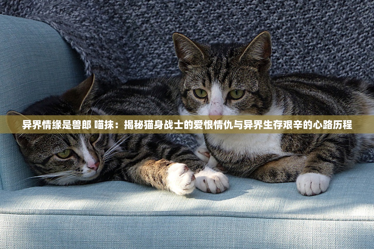异界情缘是兽郎 喵抹：揭秘猫身战士的爱恨情仇与异界生存艰辛的心路历程