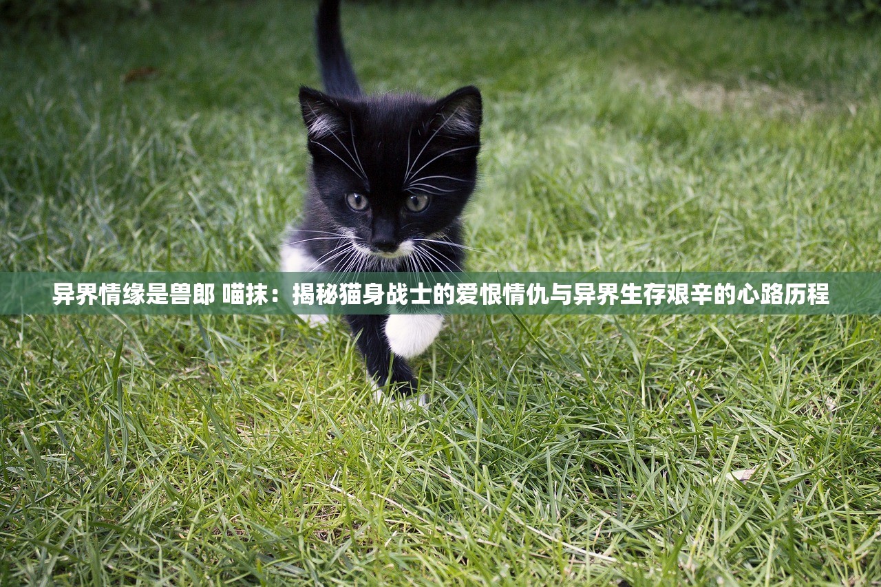 异界情缘是兽郎 喵抹：揭秘猫身战士的爱恨情仇与异界生存艰辛的心路历程