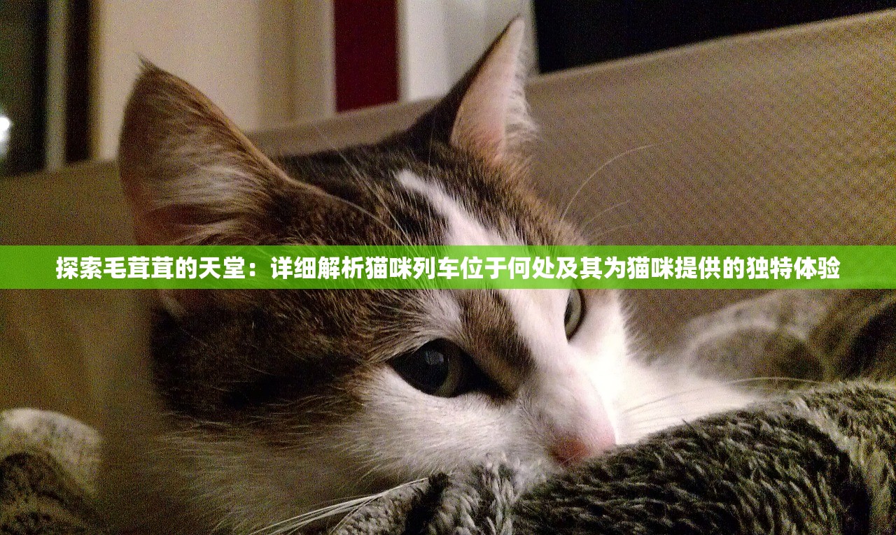 探索毛茸茸的天堂：详细解析猫咪列车位于何处及其为猫咪提供的独特体验