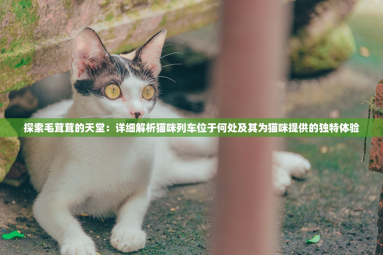 探索毛茸茸的天堂：详细解析猫咪列车位于何处及其为猫咪提供的独特体验