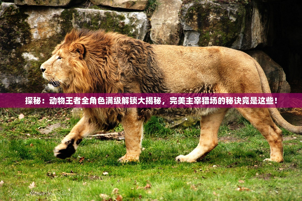 探秘：动物王者全角色满级解锁大揭秘，完美主宰猎场的秘诀竟是这些！