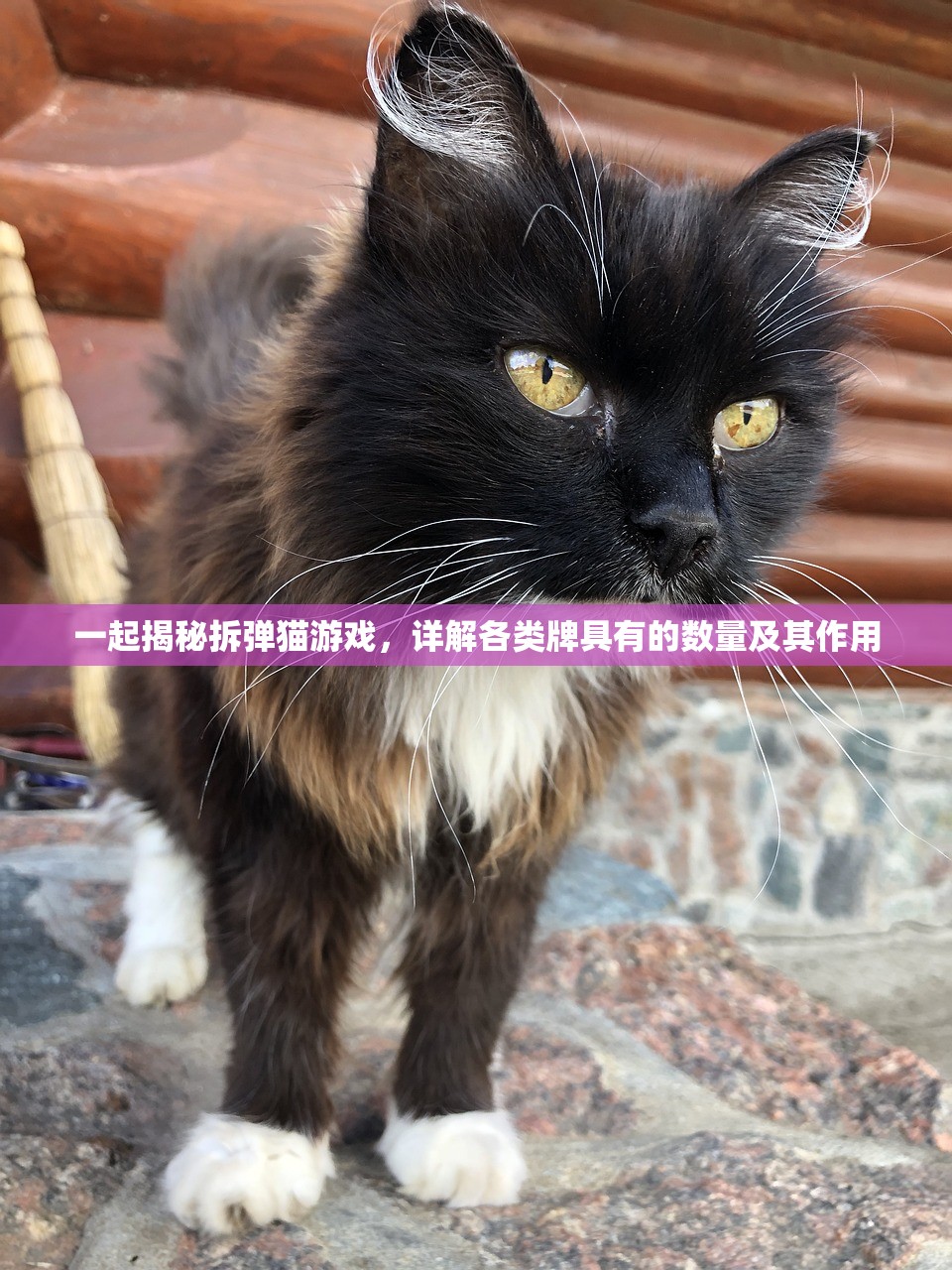 一起揭秘拆弹猫游戏，详解各类牌具有的数量及其作用