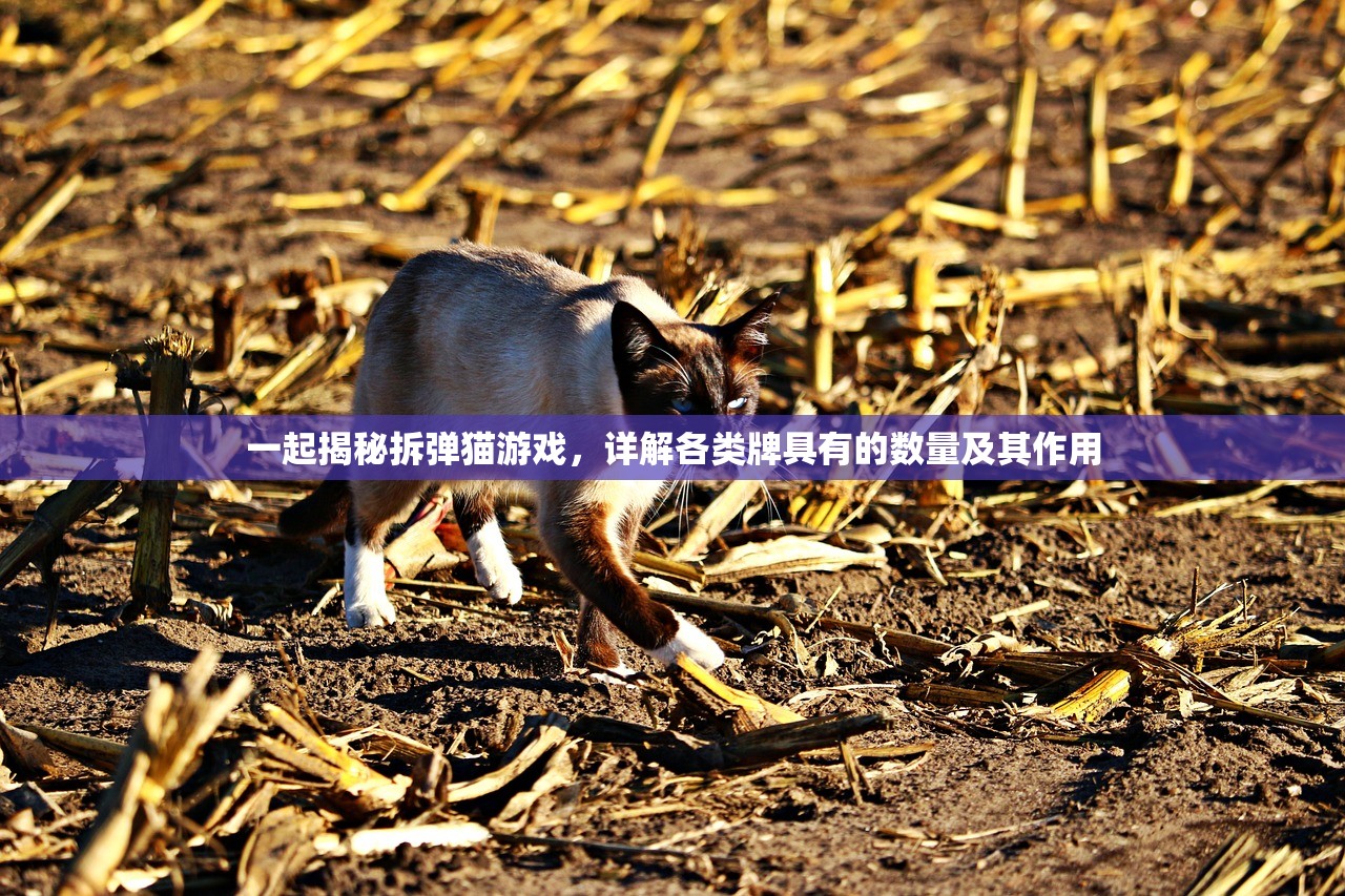 (第九所好玩吗)关于第九所现在是否还能玩的探讨