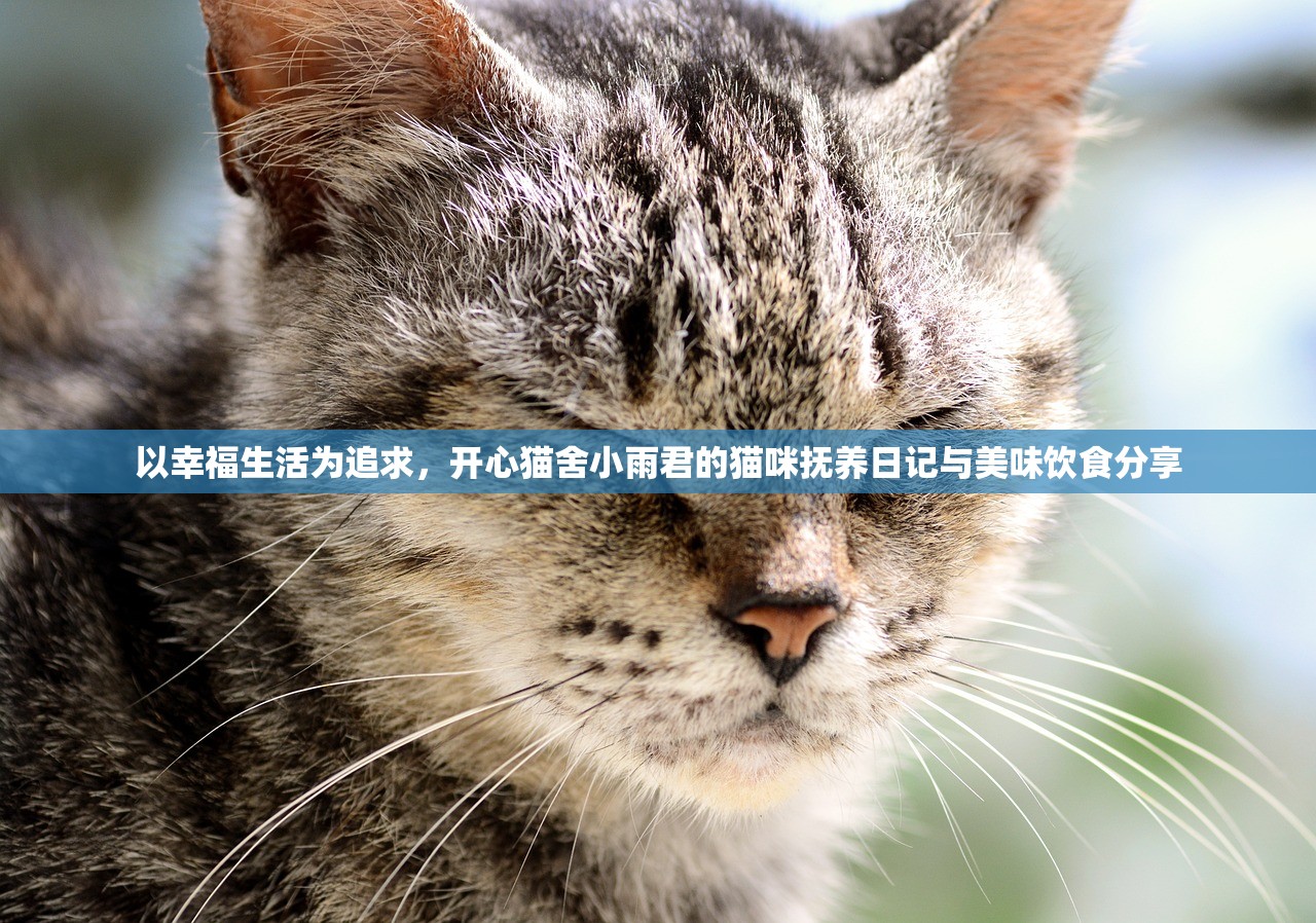 以幸福生活为追求，开心猫舍小雨君的猫咪抚养日记与美味饮食分享