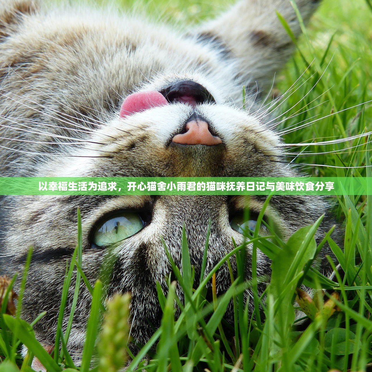 以幸福生活为追求，开心猫舍小雨君的猫咪抚养日记与美味饮食分享