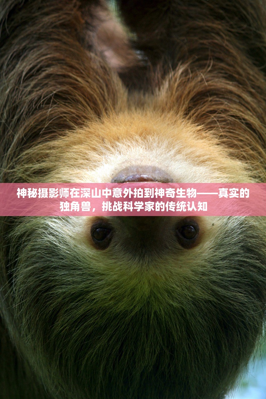 神秘摄影师在深山中意外拍到神奇生物——真实的独角兽，挑战科学家的传统认知