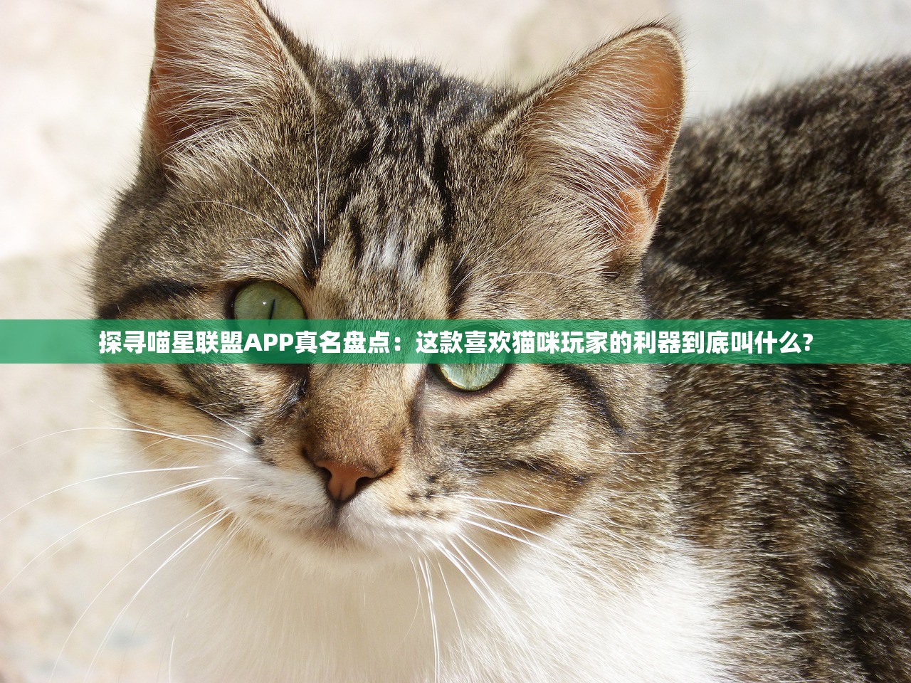 (食戟之灵菜品做法)食戟之灵料理大全，做法详解与探索