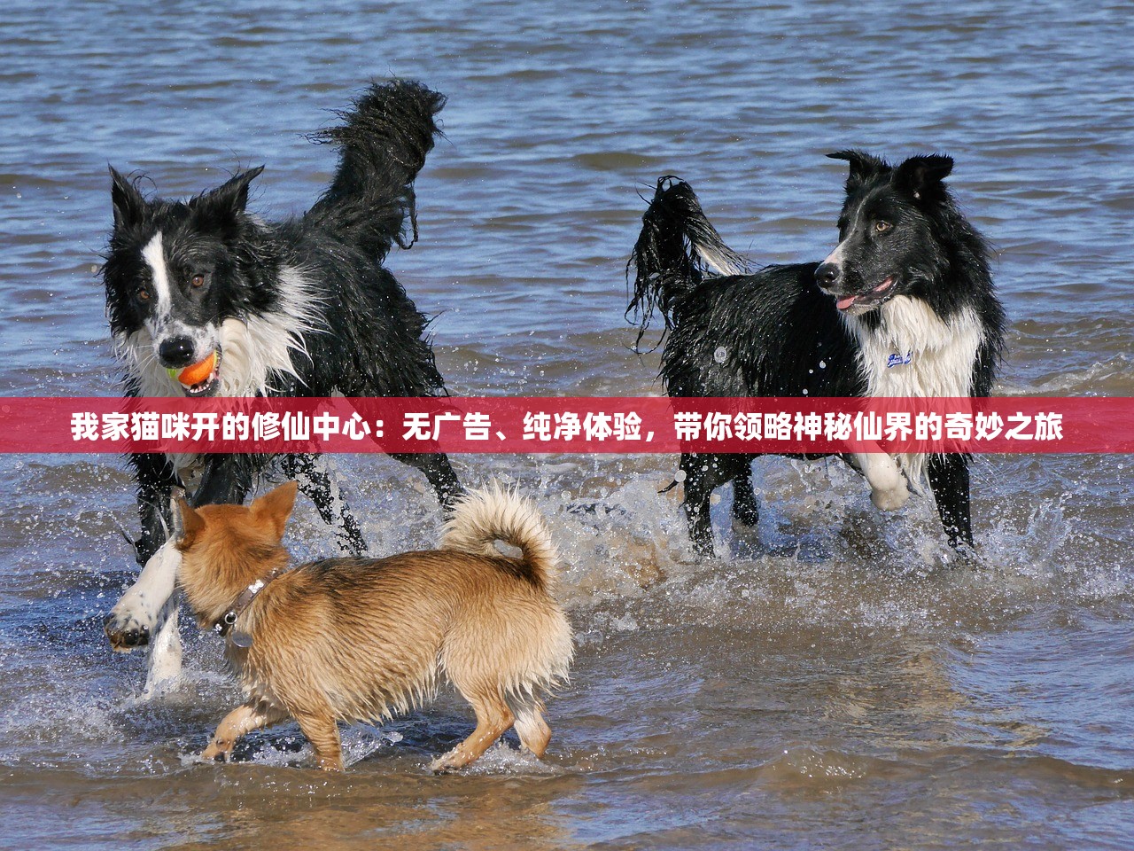 (大黑龙君供养法)大黑龙君，神秘力量的探索与解读