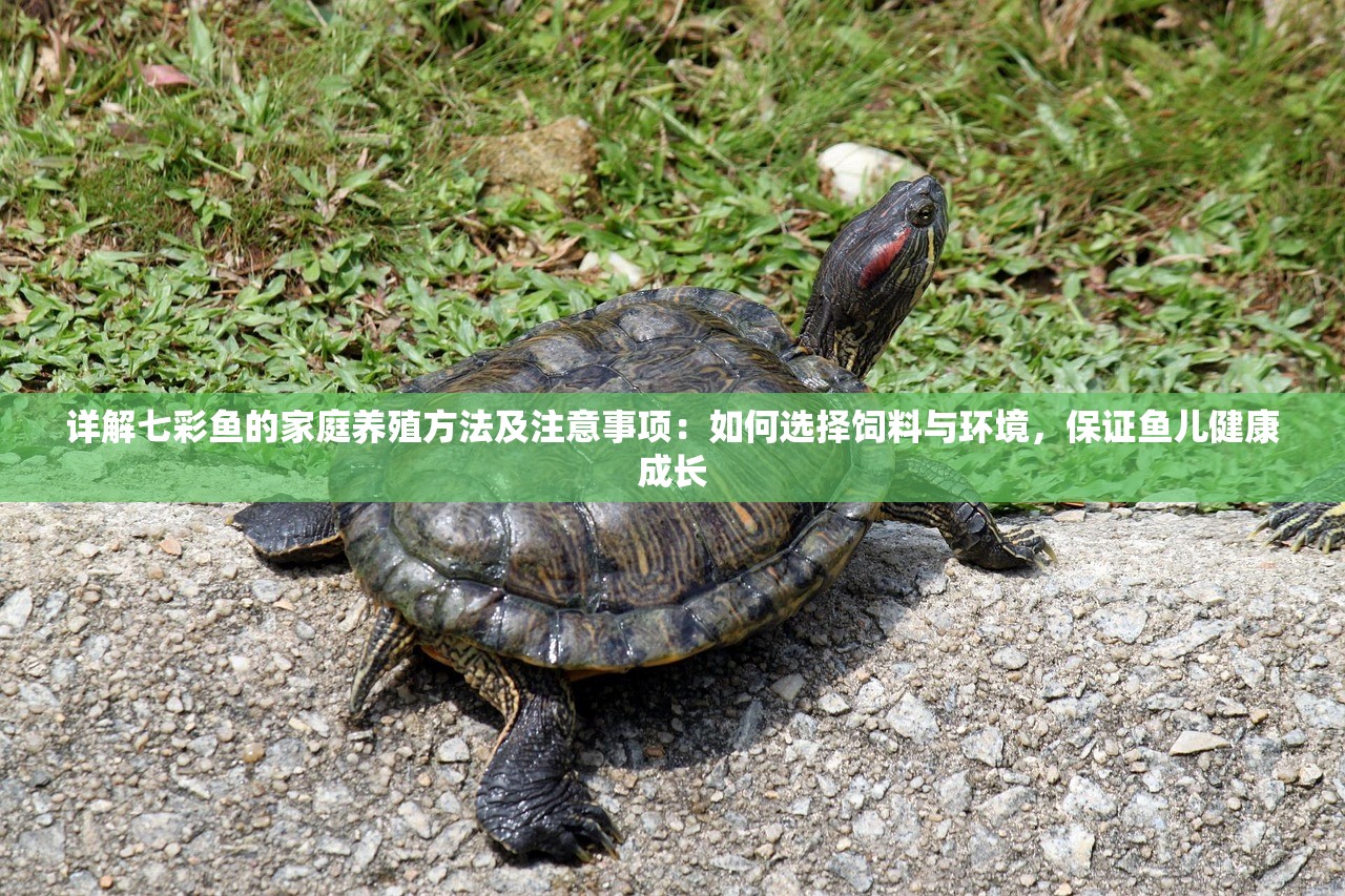 (梦幻西游手游开服时间表)梦幻西游手游新服开服盛况与玩家热议