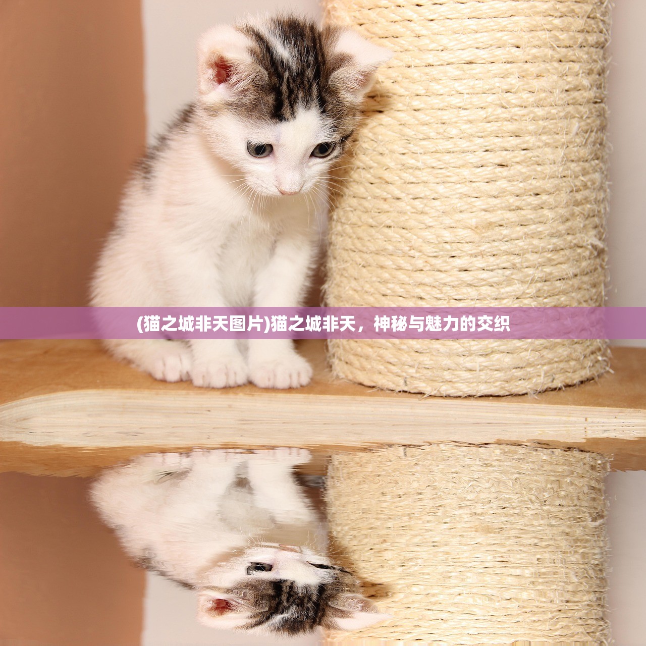 (塔尔战纪龙珠下载)塔尔战纪之龙珠传奇
