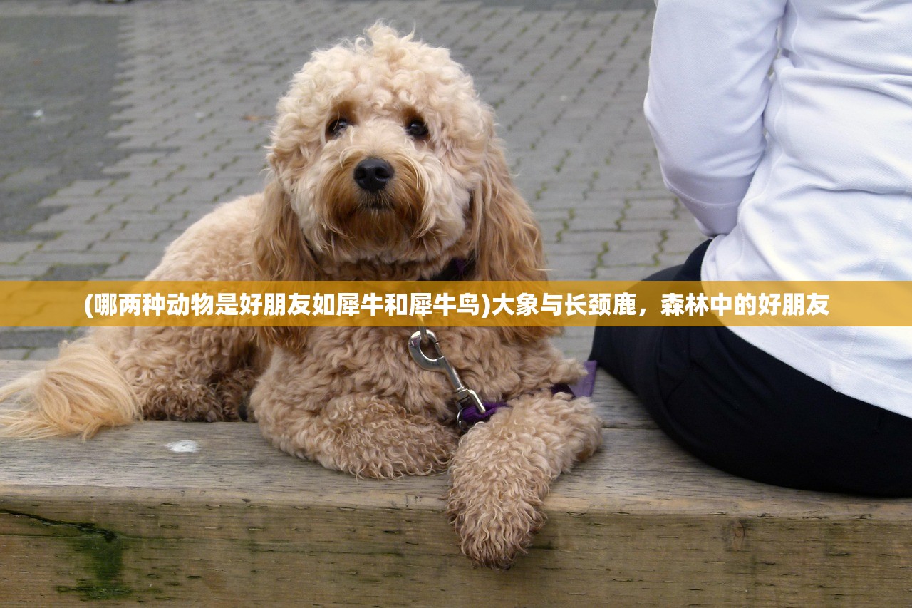 (仙人斑图片)揭秘仙人班班的深层含义