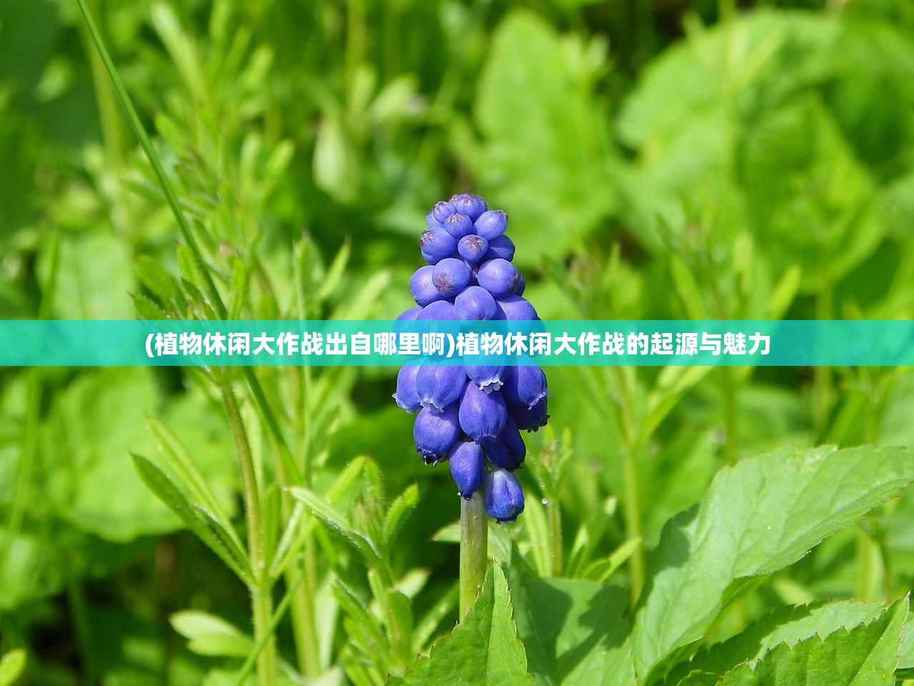 (失落王冠下架还会上线吗手游)失落王冠下架后还会重新上线吗？游戏命运展望与解析