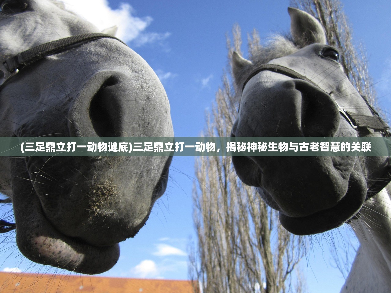 (神迹之上古传奇手游)上古传奇手游，深度探索与常见问答解析