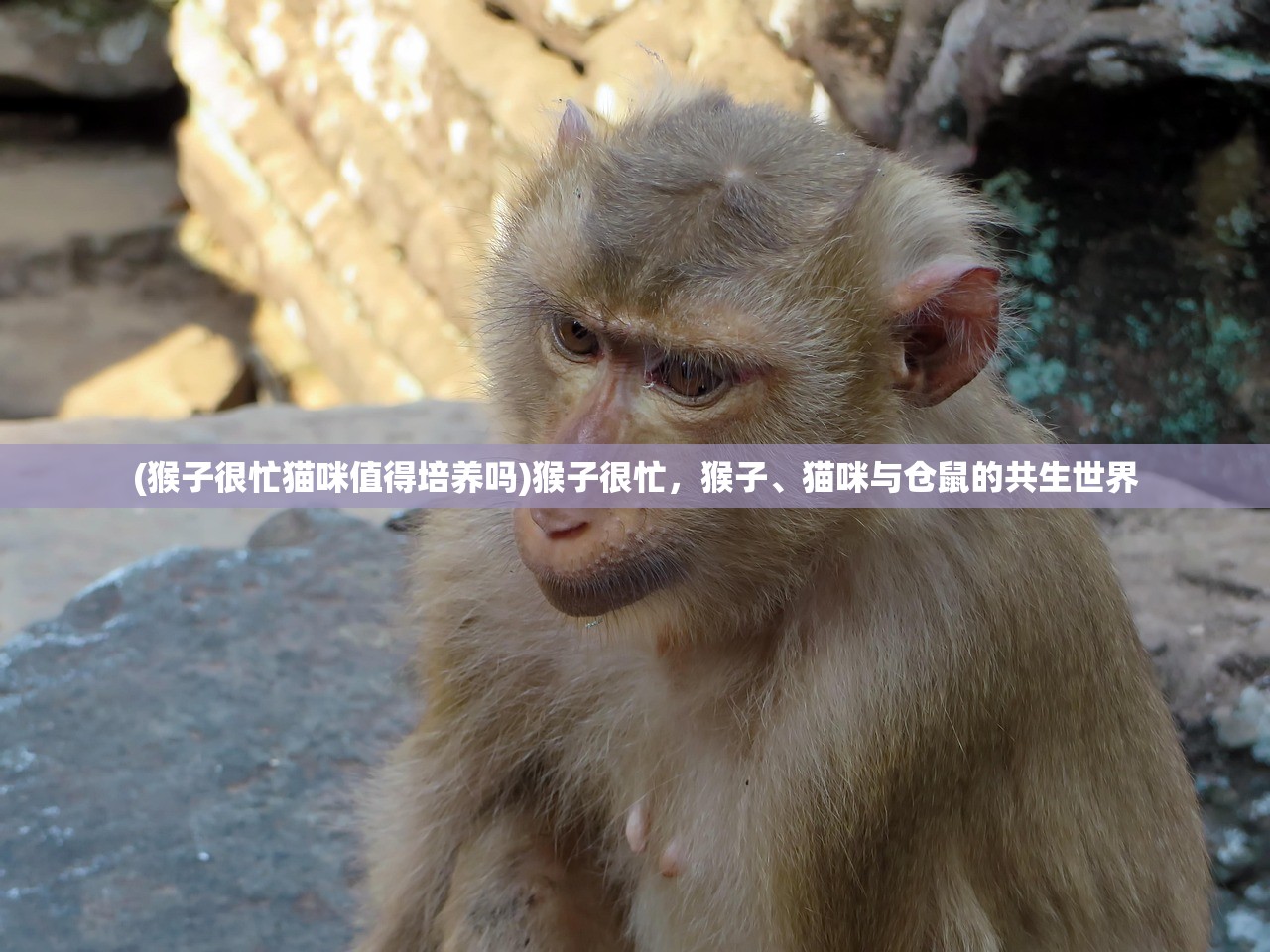 (武林盟主之死真相解析)武林盟主之死，揭秘背后真相与谜团