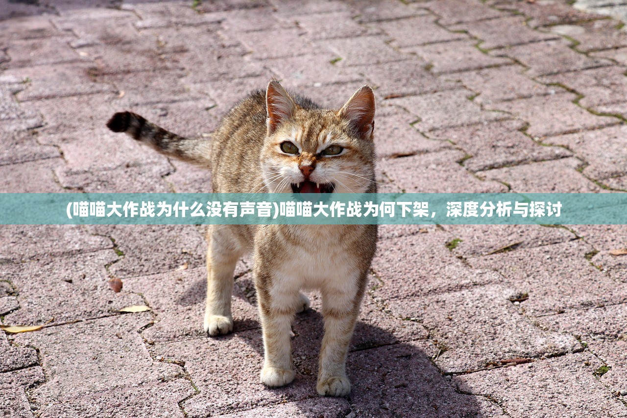 (喵喵大作战为什么没有声音)喵喵大作战为何下架，深度分析与探讨