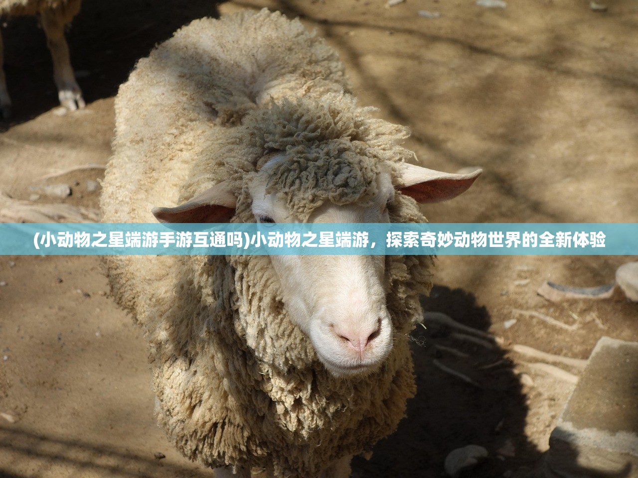 (小动物之星端游手游互通吗)小动物之星端游，探索奇妙动物世界的全新体验