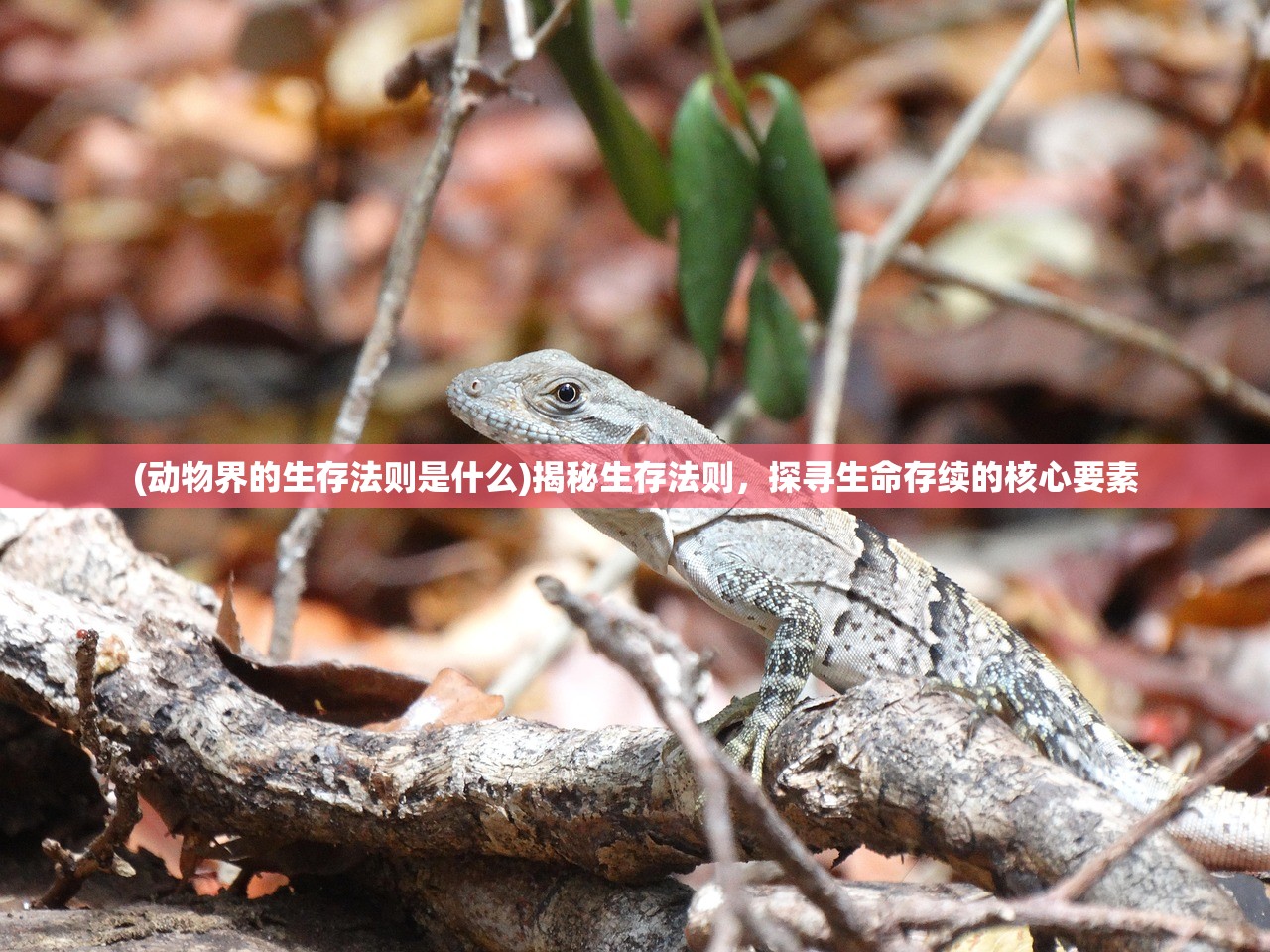 (扬城风云录基础内功)扬城风云录，无限元宝的传奇之旅
